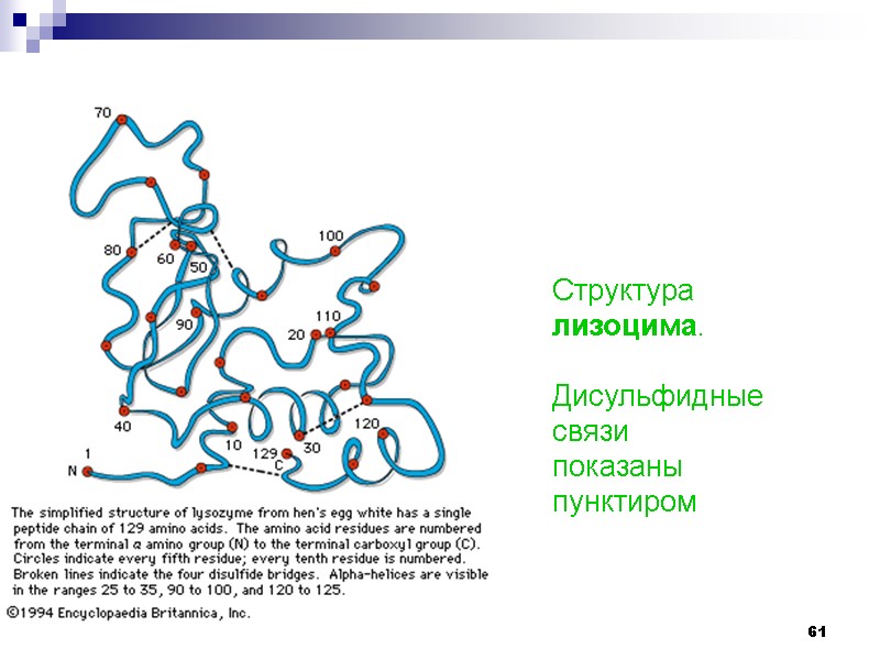 61 Структура лизоцима.  Дисульфидные связи  показаны пунктиром